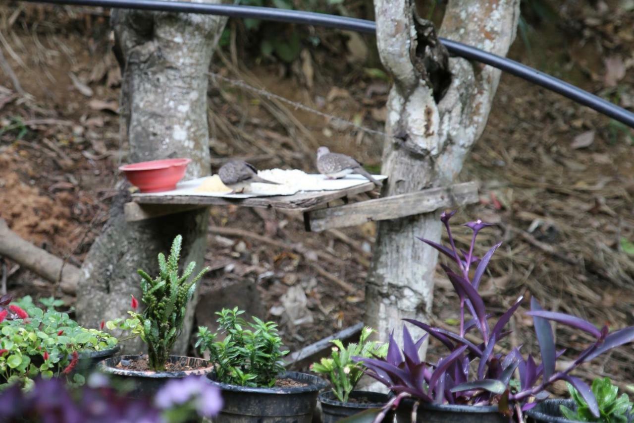 Secret Nest Homestay Ella Zewnętrze zdjęcie