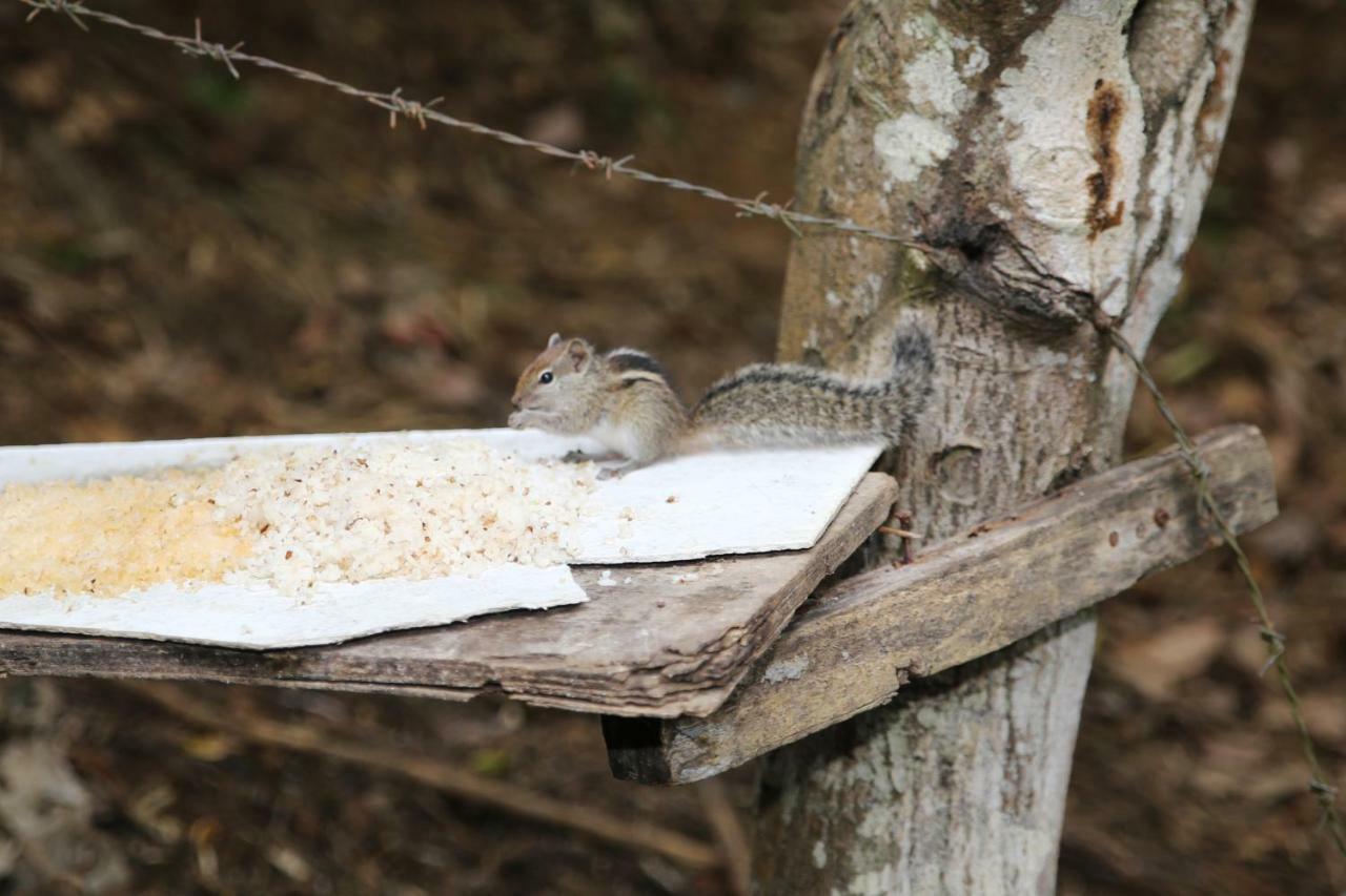 Secret Nest Homestay Ella Zewnętrze zdjęcie